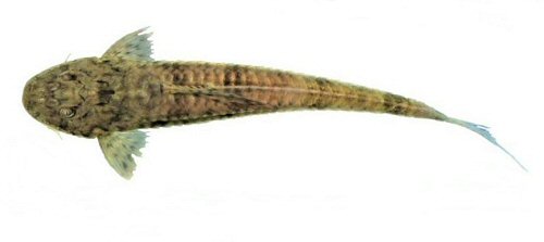 Loricariichthys platymetopon