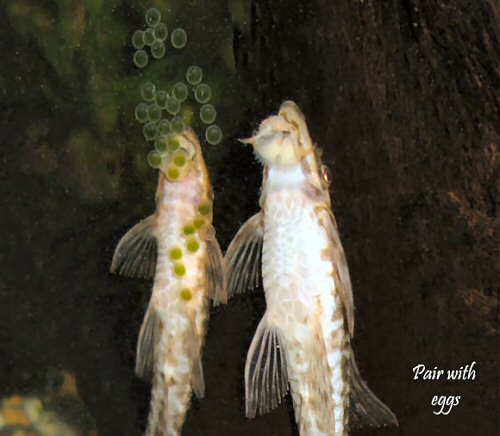 Rineloricaria parva = Pair with eggs