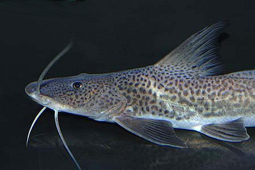 Luciopimelodus pati  = head view