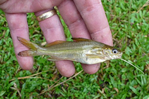 Mystus atrifasciatus