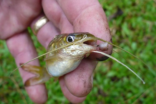 Mystus atrifasciatus = head view