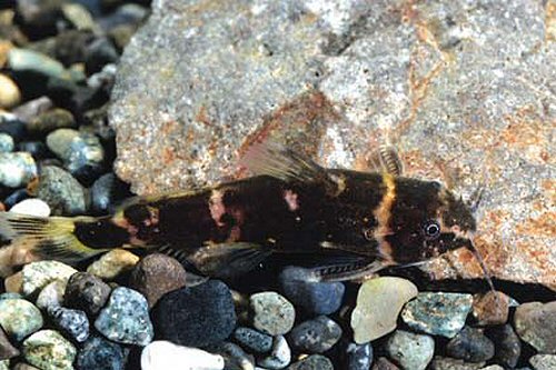 Microsynodontis sp. 'Nigeria