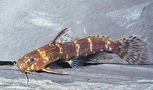 Microsynodontis batesii