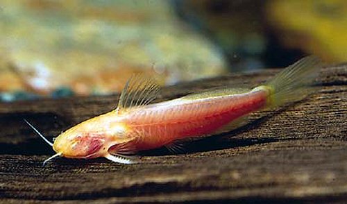 Microsynodontis batesii = gold-albino