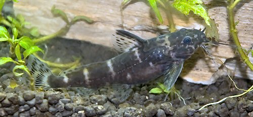 Microsynodontis batesii