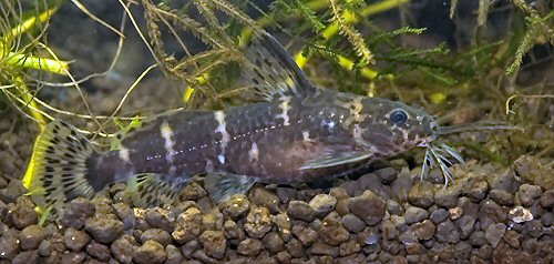 Microsynodontis batesii