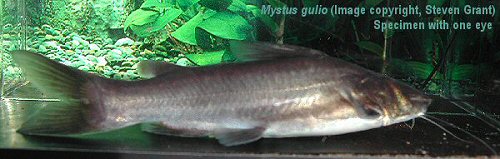 Mystus gulio = specimen with one eye