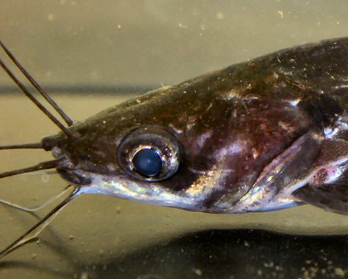 Mystus mysticetus = showing the lateral placed eyes