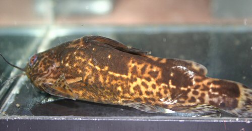 Mochokiella paynei