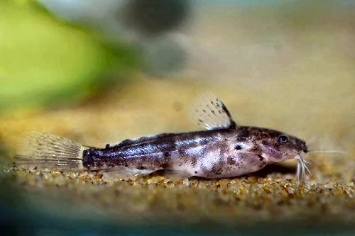 Microsynodontis polli