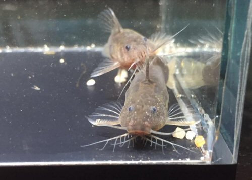 Microsynodontis polli = head view