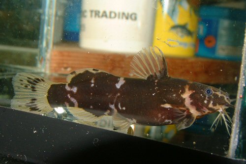 Microsynodontis sp. 'Nigeria