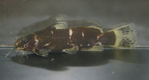 Microsynodontis sp. 'Nigeria'