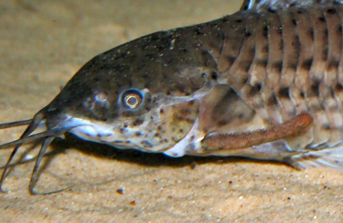 Megalechis thoracata  = close up of head