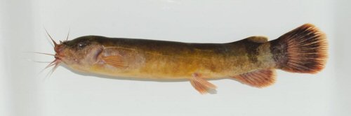 Malapterurus beninensis