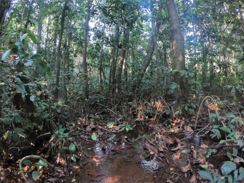 Malapterurus beninensis - habitat - swamp forest in western Cameroon