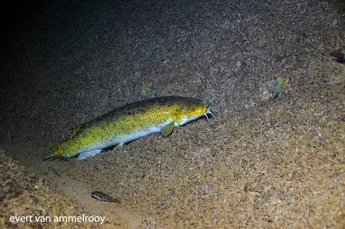 Malapterurus tanganyikaensis = in Lake Tanganyika