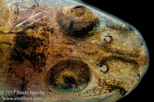 Mastiglanis asopos - View of upward facing eyes - Loreto, Peru, September 2017