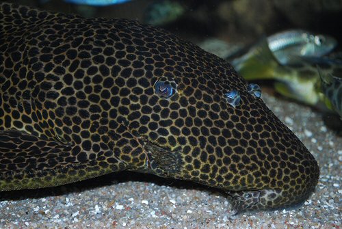 Megalancistrus parananus  = head view