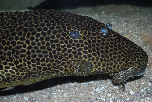 Megalancistrus parananus = head view