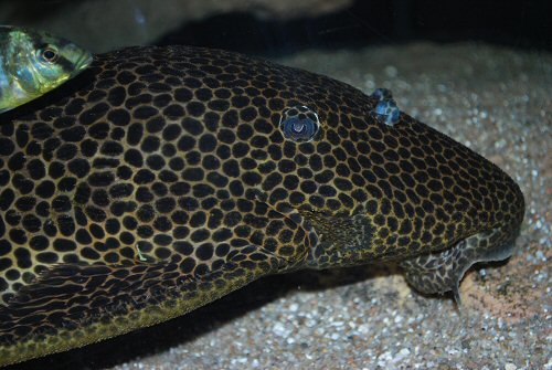 Megalancistrus parananus = head view