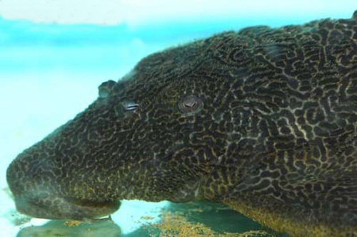 Megalancistrus sp. (LDA097) = head view