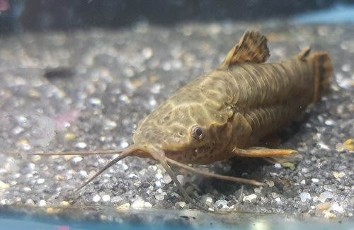 Megalechis picta = head view