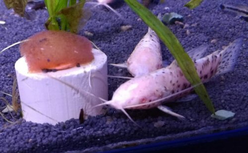 Megalechis thoracata = albino