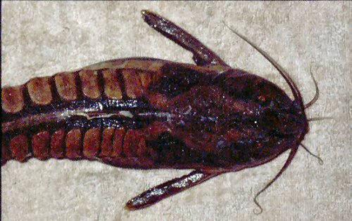 Megalodoras uranoscopus  = Dorsolateral view