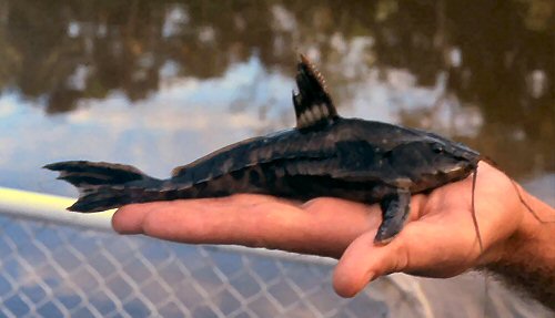 Author holding Megalodoras urunoscopus