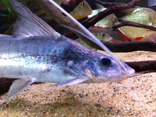 Megalonema orixanthum = head view