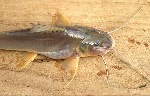 Megalonema platycephalum = dorsal view