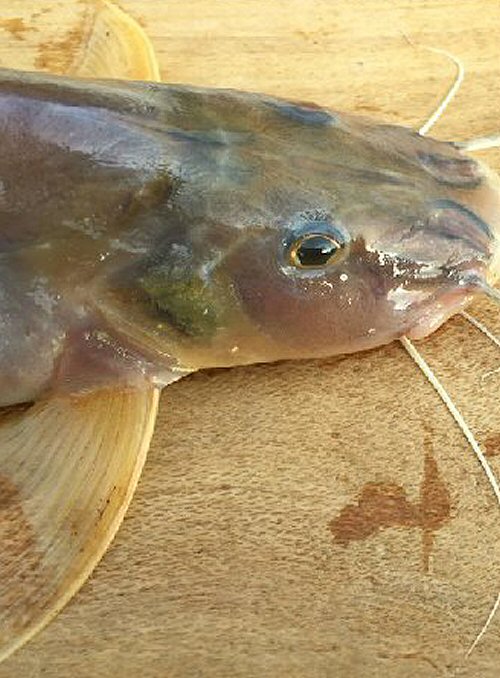 Megalonema platycephalum = head view