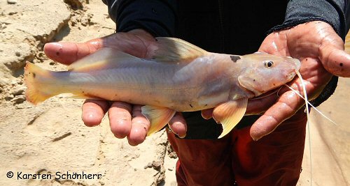 Megalonema platycephalum