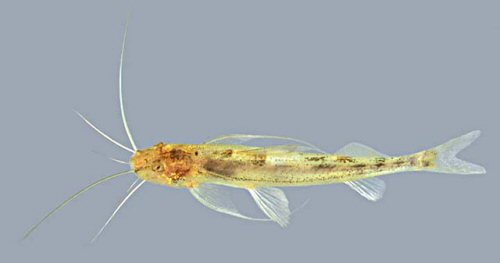 Megalonema platycephalum