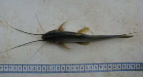 Megalonema xanthum = Dorsal view-Cauca and Espiritu Santo River Confluences, Valdivia Municipality, Antioquia, Colombia