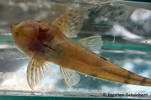 Metaloricaria nijsseni = ventral view