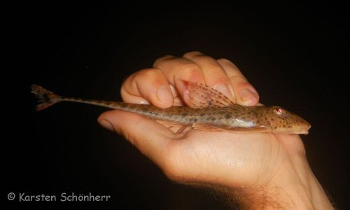 Metaloricaria paucidens = From Palumeu, Suriname