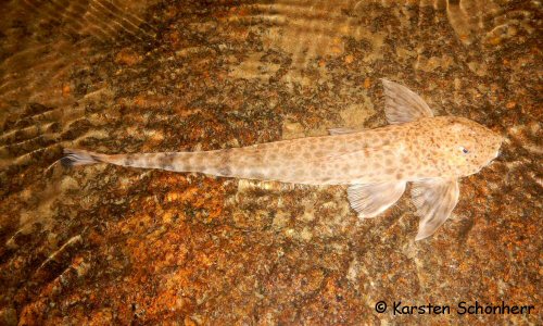 Metaloricaria paucidens = Dorsal view - From Palumeu, Suriname