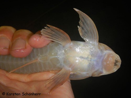 Metaloricaria paucidens = Ventral view - From Palumeu, Suriname