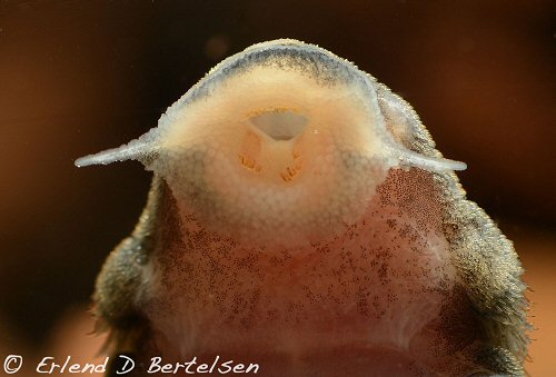 Hypancistrus vandragti = showing mouth structure