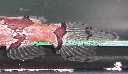 Microglanis poecilus - caudal view