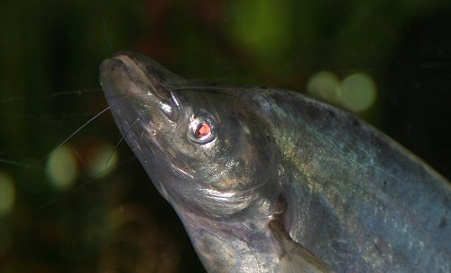 Phalacronotus apogon = head view