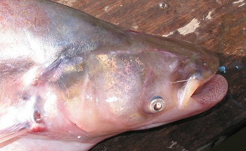 Phalacronotus bleekeri = head view