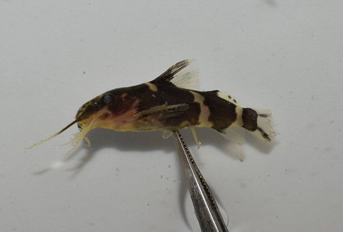 Microsynodontis christyi