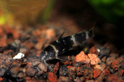 Microsynodontis sp. 'Nigeria'