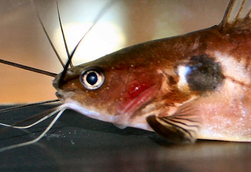 Mystus bimaculatus = head view