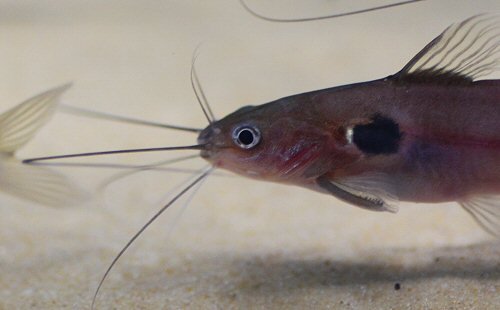 Mystus bimaculatus = head view