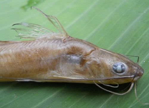 Mystus catapogon = Holotype-head view-India, Kerala