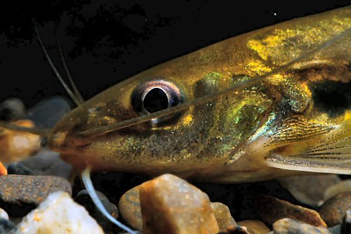 Mystus dibrugarensis = head view